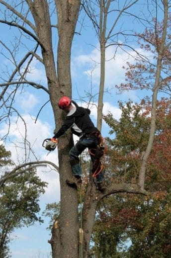 Tree Lopping Ipswich