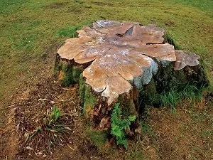 Stump removal Ipswich Qld