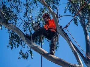 Tree trimming Ipswich QLD