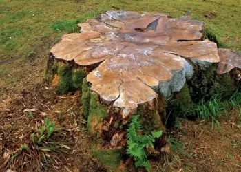 Stump removal and grinding Ipswich QLD