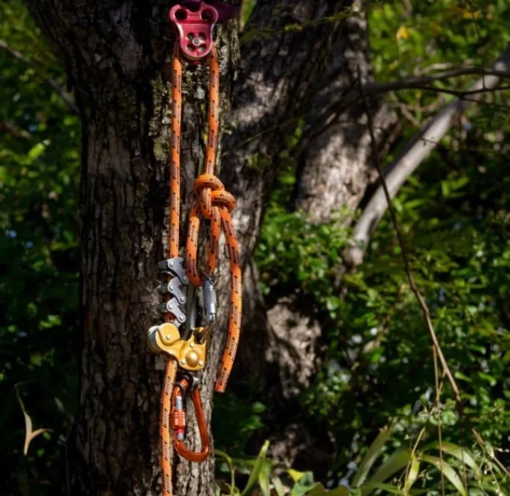 Tree care Ipswich Tree care Ipswich