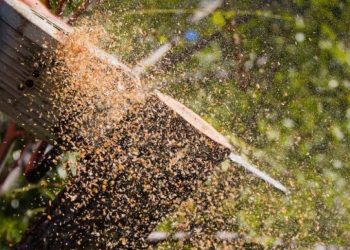 Tree lopping and pruning Ipswich
