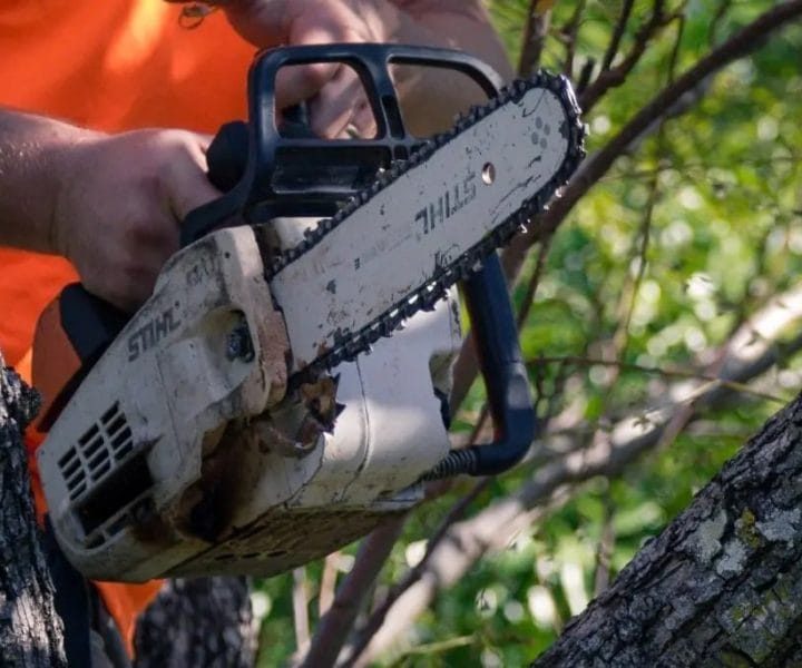 Tree pruning Ipswich QLD Tree pruning Ipswich QLD