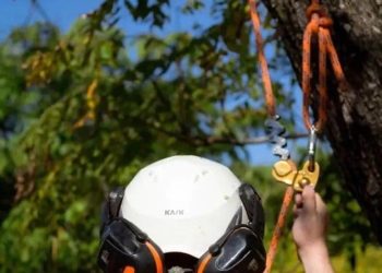 Tree surgeon Ipswich