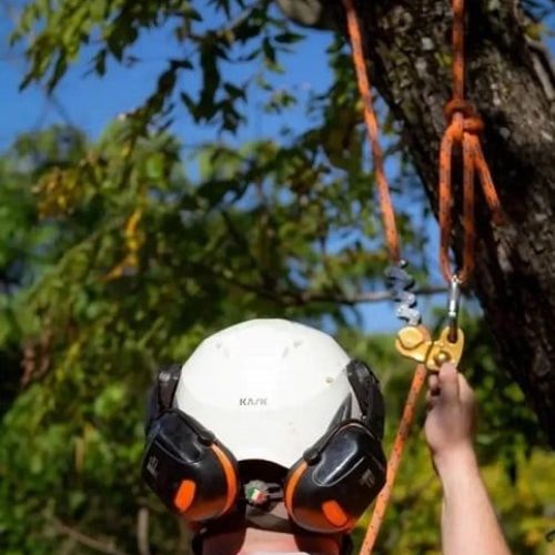 Tree surgeons Ipswich Tree surgeons Ipswich