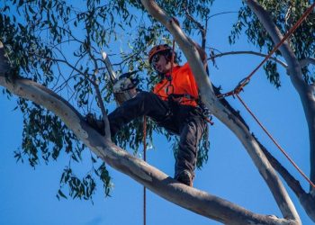 ipswich tree trimming